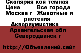 Скалярия коя темная › Цена ­ 50 - Все города, Москва г. Животные и растения » Аквариумистика   . Архангельская обл.,Северодвинск г.